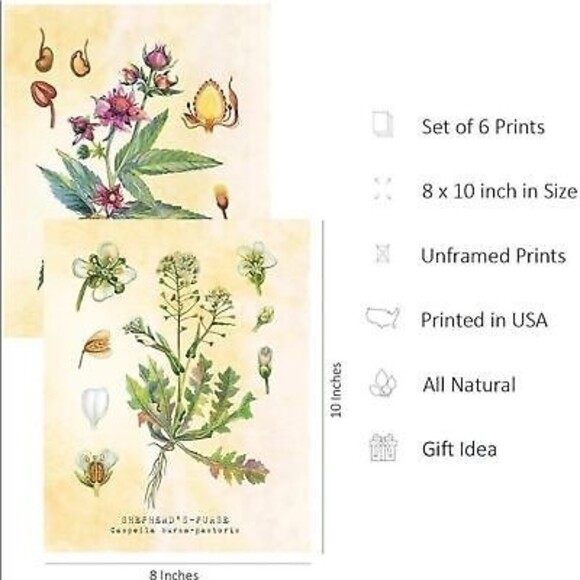 NEW Set of Six 8 X 10 UNFRAMED Botanical Prints by Tavenly Spring Summer Gift - Picture 2 of 10